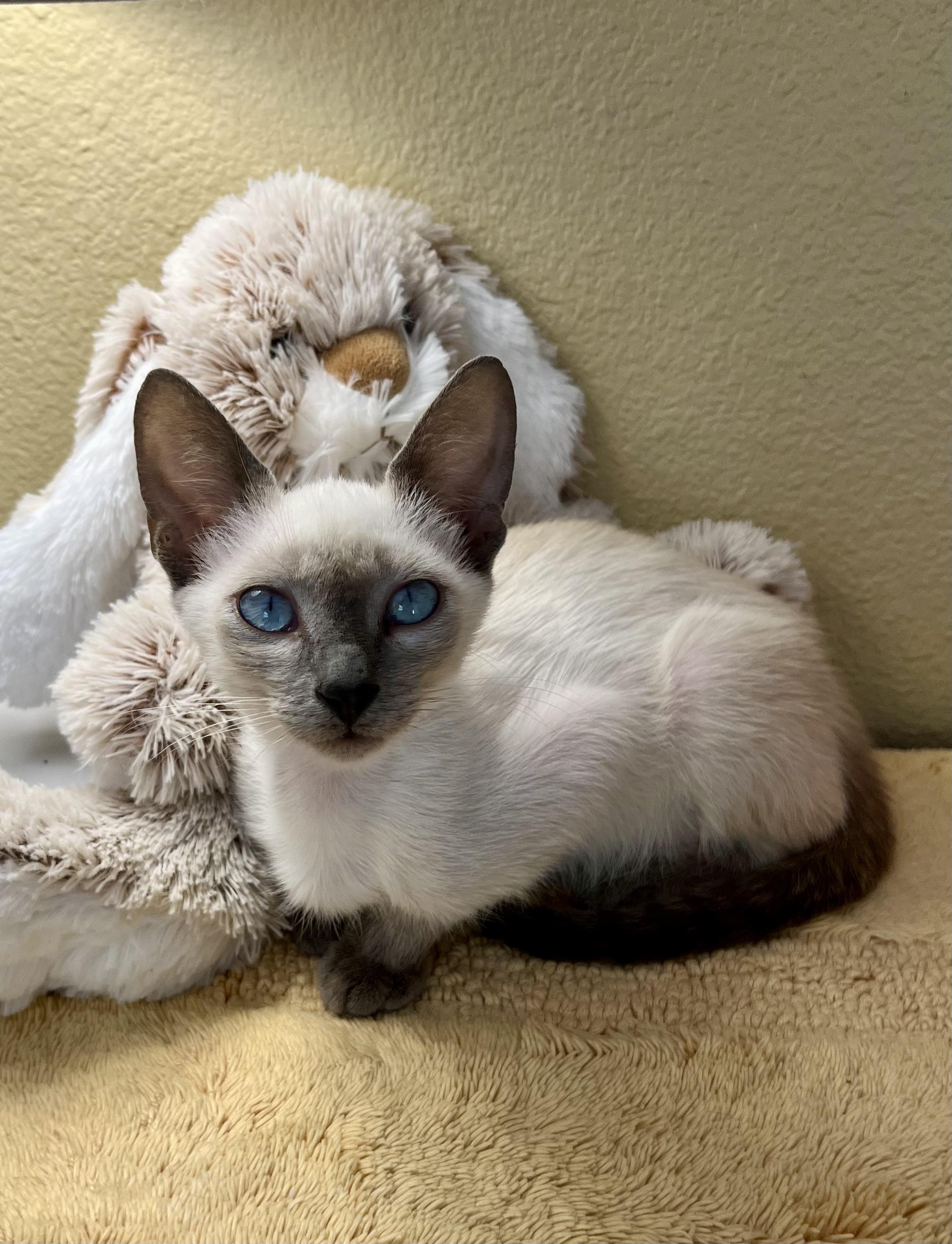 Ailysh, Adopted, Kitten Female Siamese & Domestic Short Hair.