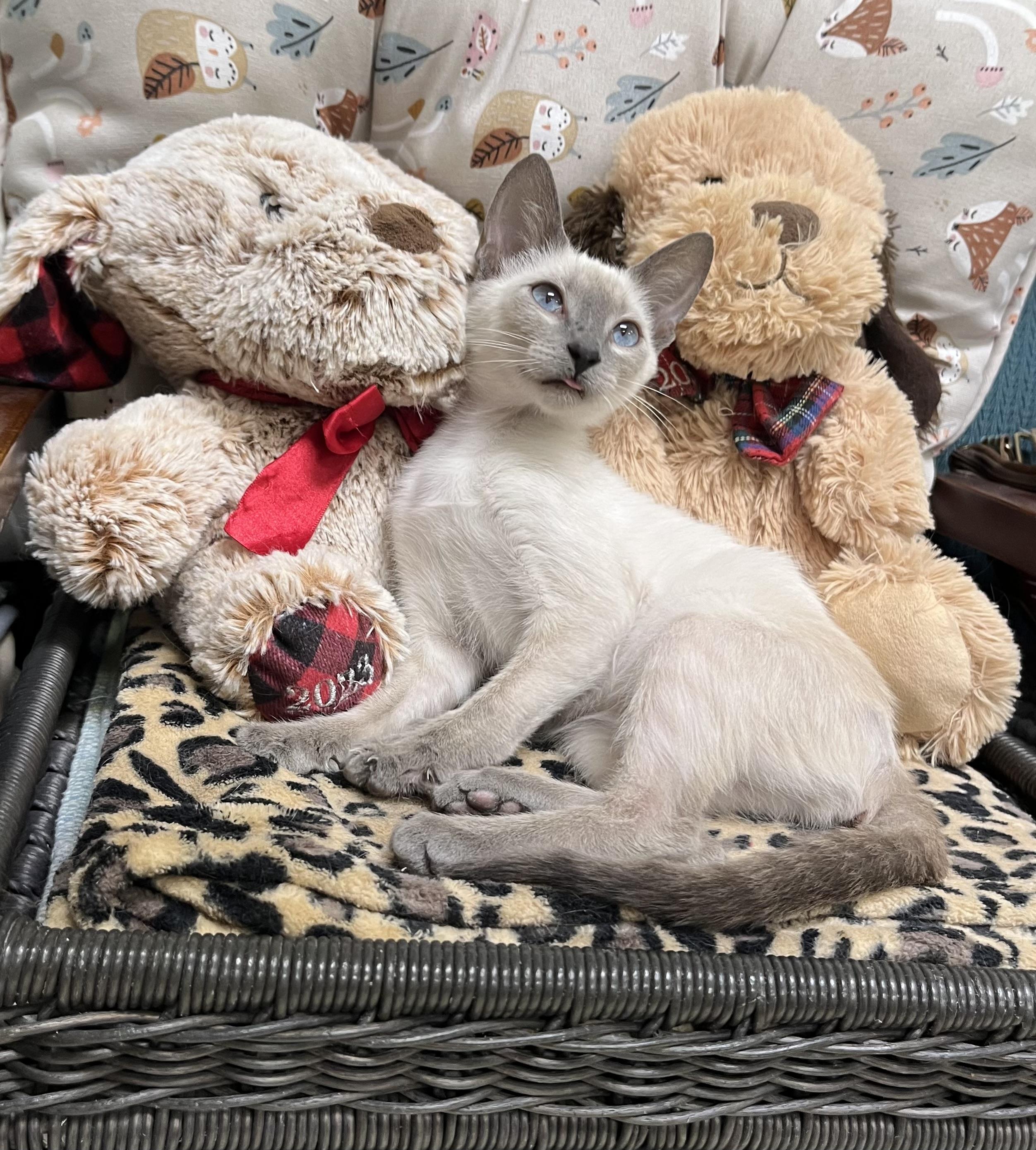 Enlarge Ailysh, a Adopted mixed breed in Hillsboro, TX image 3/3
