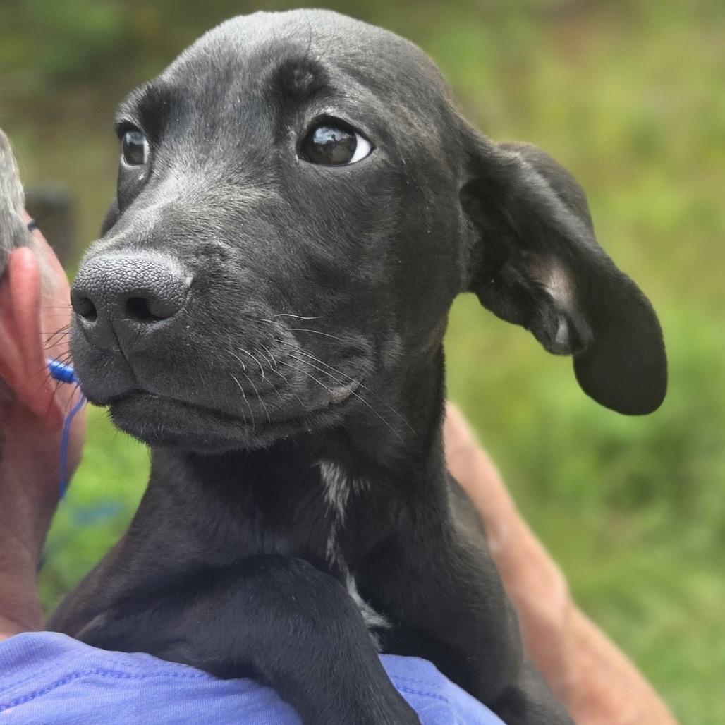 Enlarge Larry, a Adoptable mixed breed in Franklin, NC image 1/5