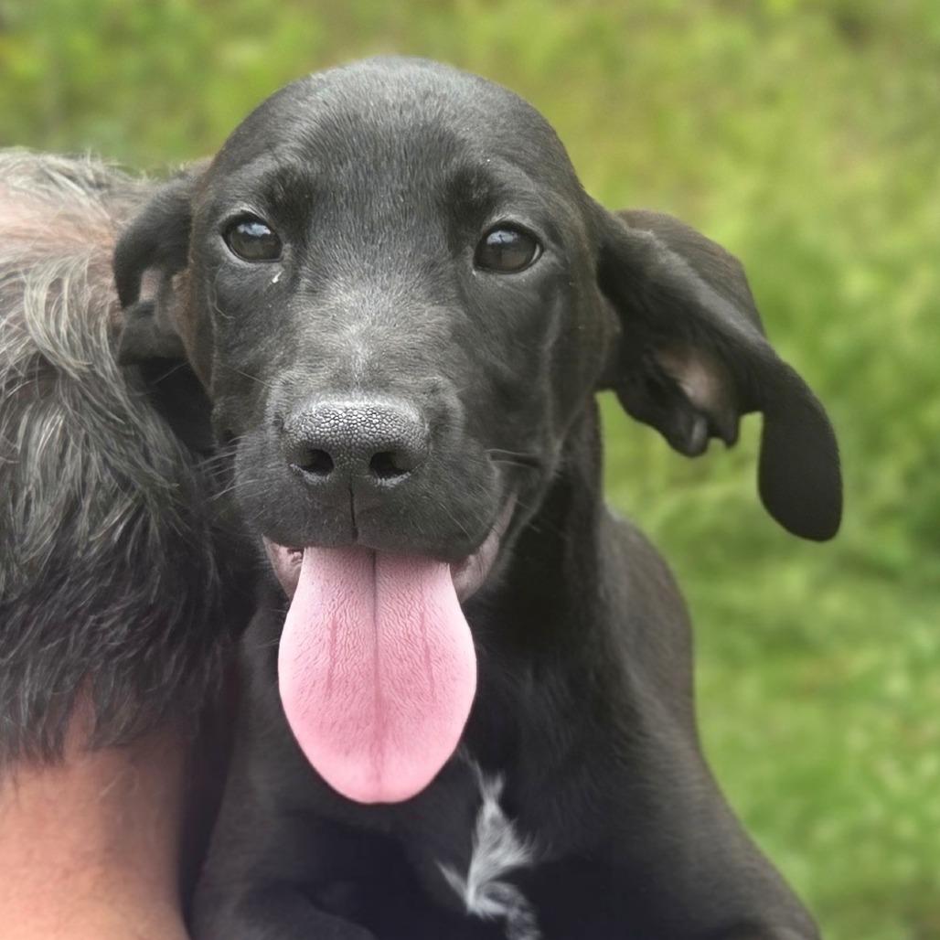 Enlarge Larry, a Adoptable mixed breed in Franklin, NC image 2/5