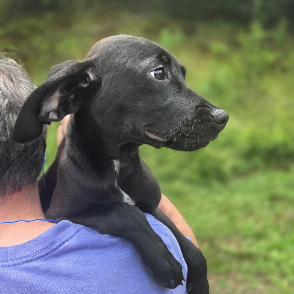 Enlarge Larry, a Adoptable mixed breed in Franklin, NC image 4/5