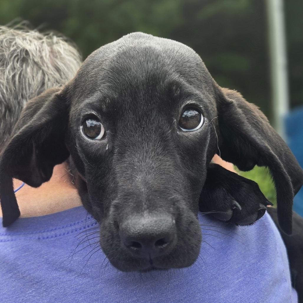 Enlarge Larry, a Adoptable mixed breed in Franklin, NC image 5/5