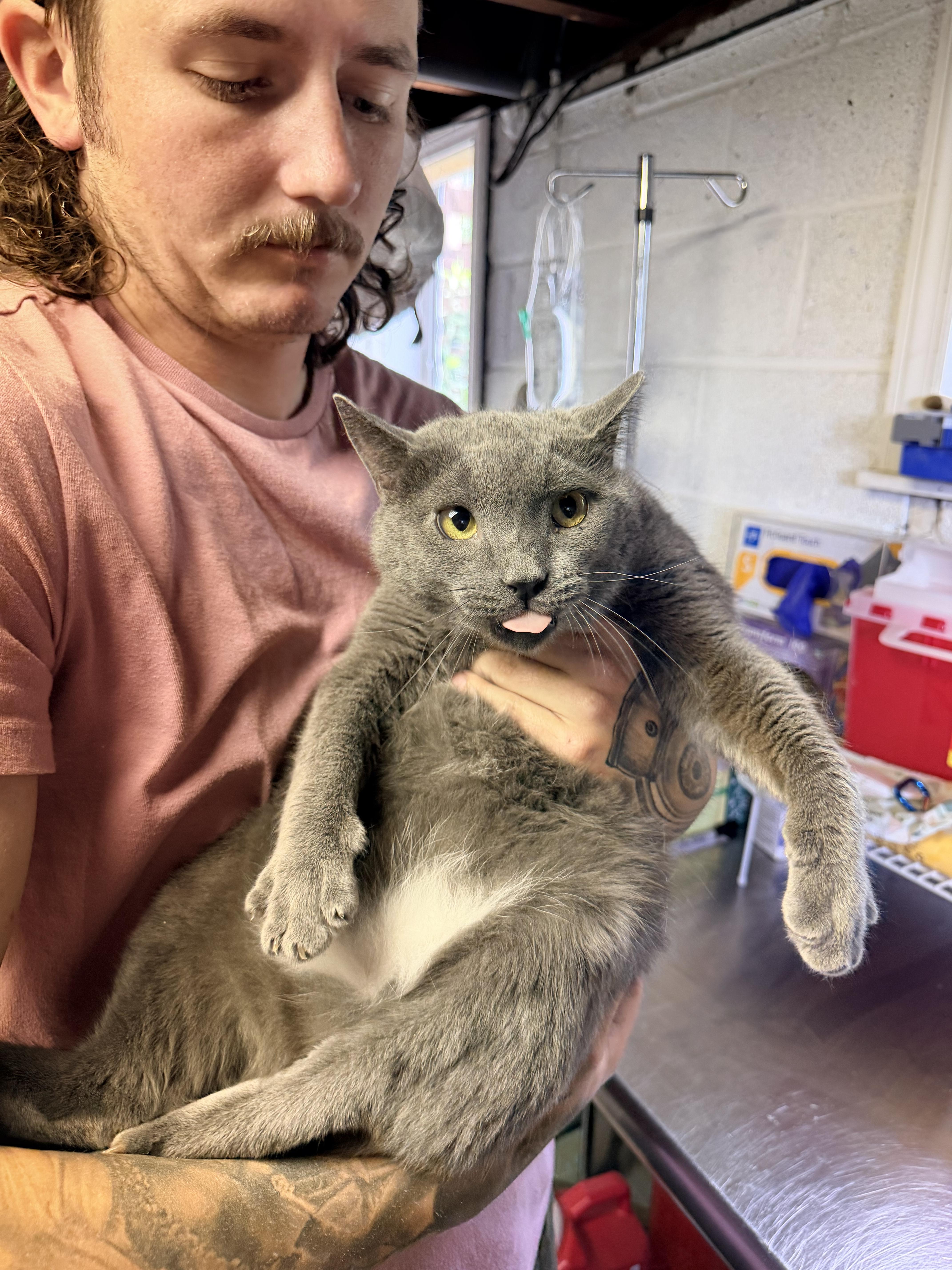 Chump, an adopted Domestic Short Hair in Bellmawr, NJ image 2/2