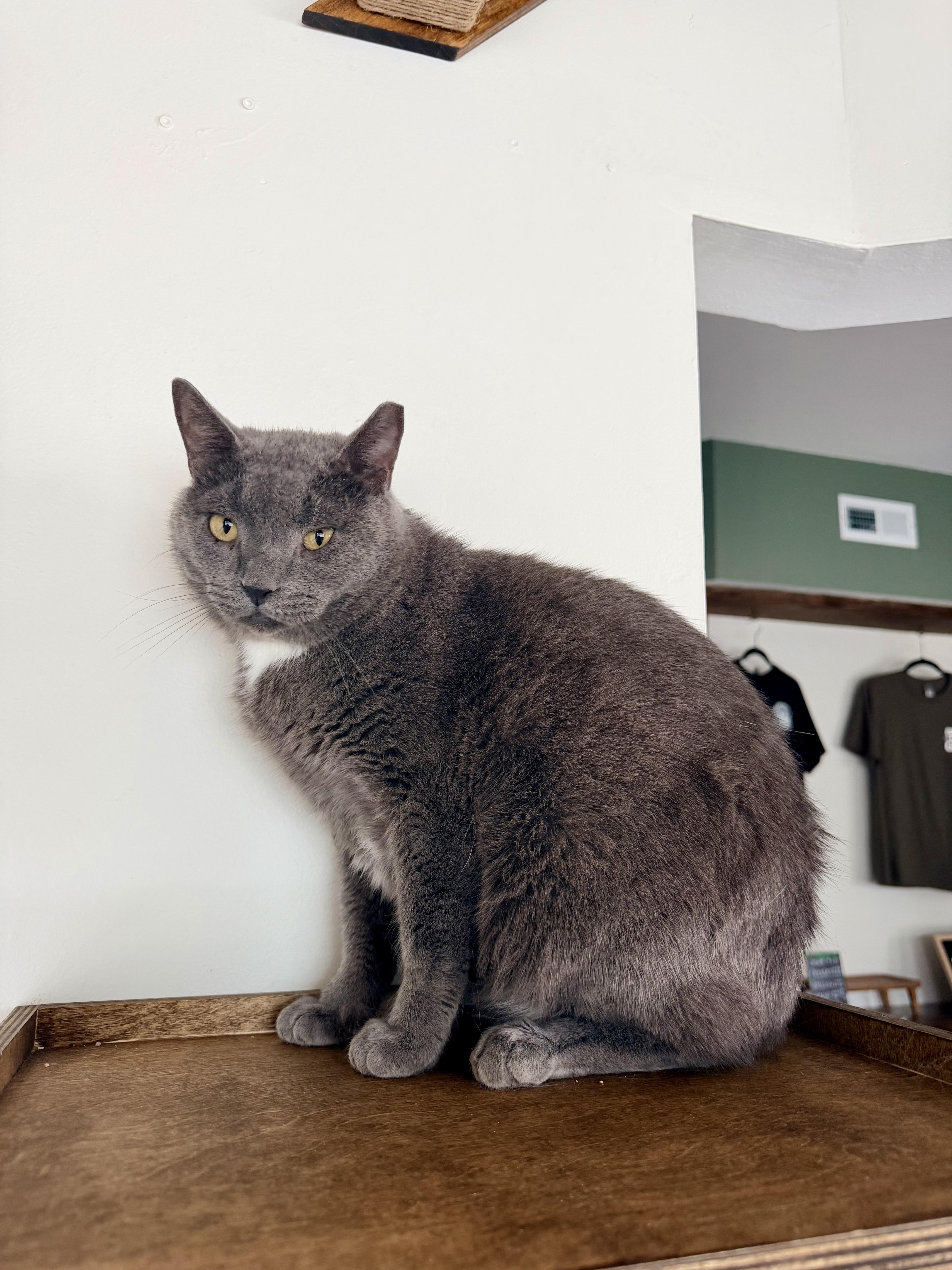 Chump, adopted, Adult Male Domestic Short Hair.