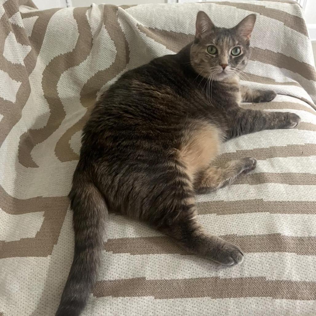 Enlarge Nova, a Adoptable Domestic Short Hair in Pittsburgh, PA image 1/2