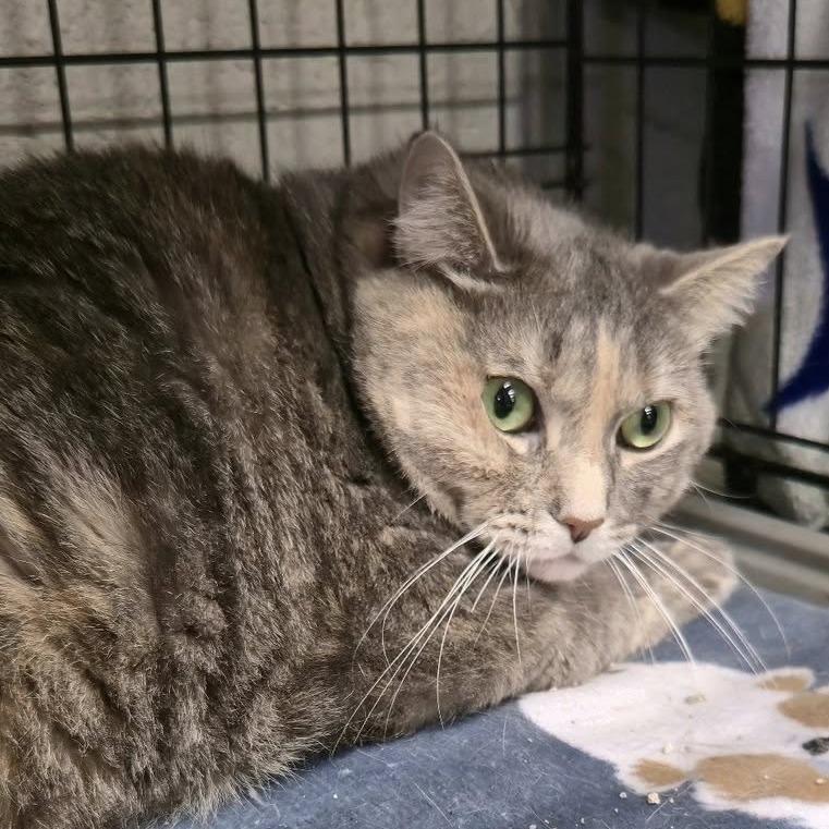 Enlarge Nova, a Adoptable Domestic Short Hair in Pittsburgh, PA image 2/2