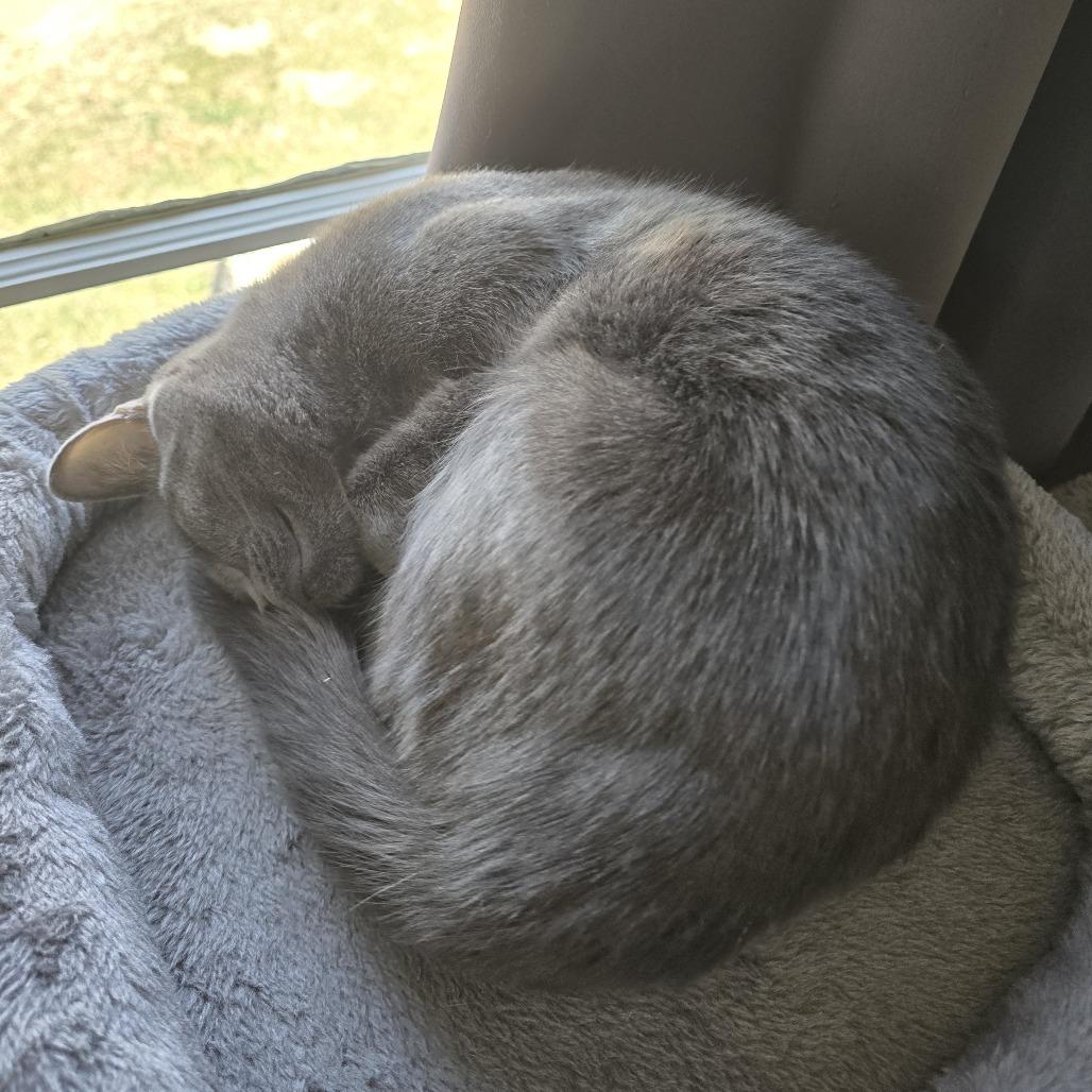 Lilly — thumbnail 4