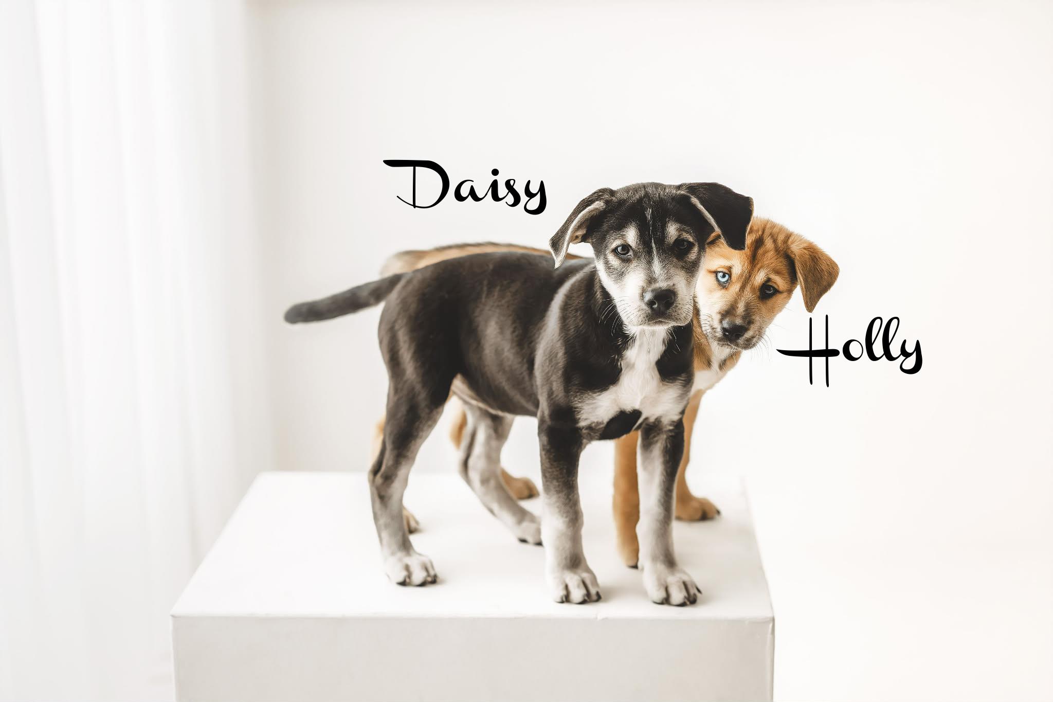 Enlarge Daisy, an adopted mixed breed in Elburn, IL image 5/5