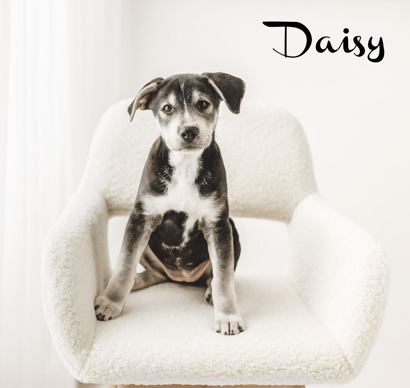 Enlarge Daisy, an adopted mixed breed in Elburn, IL image 2/5