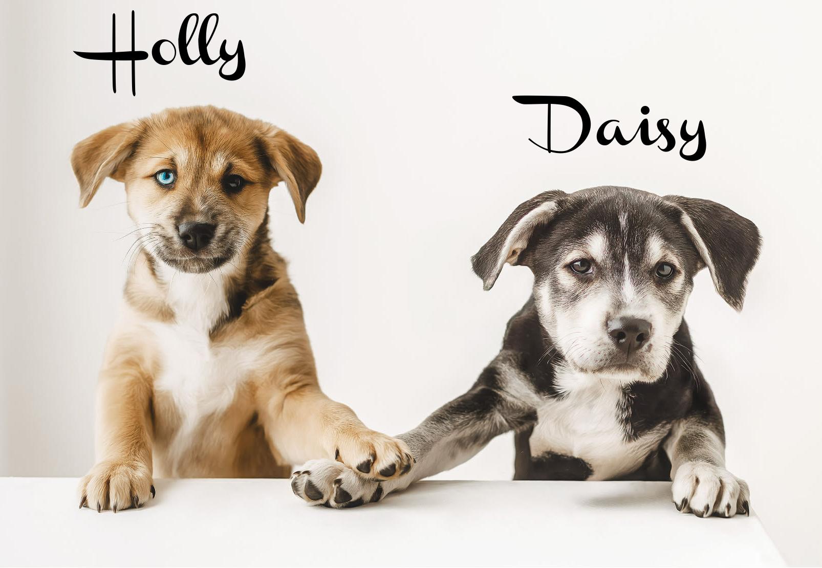 Enlarge Daisy, an adopted mixed breed in Elburn, IL image 4/5