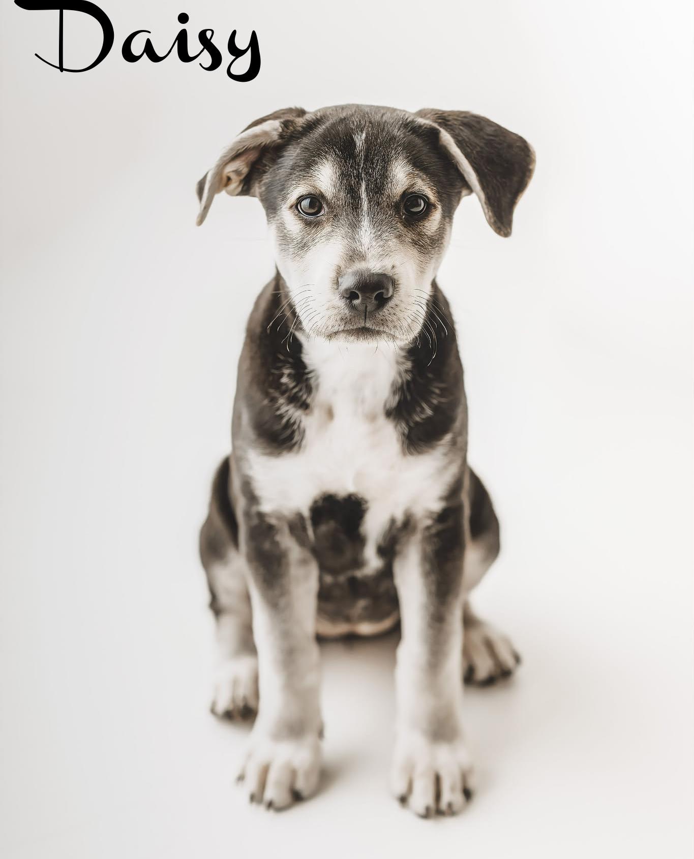 Enlarge Daisy, an adopted mixed breed in Elburn, IL image 1/5