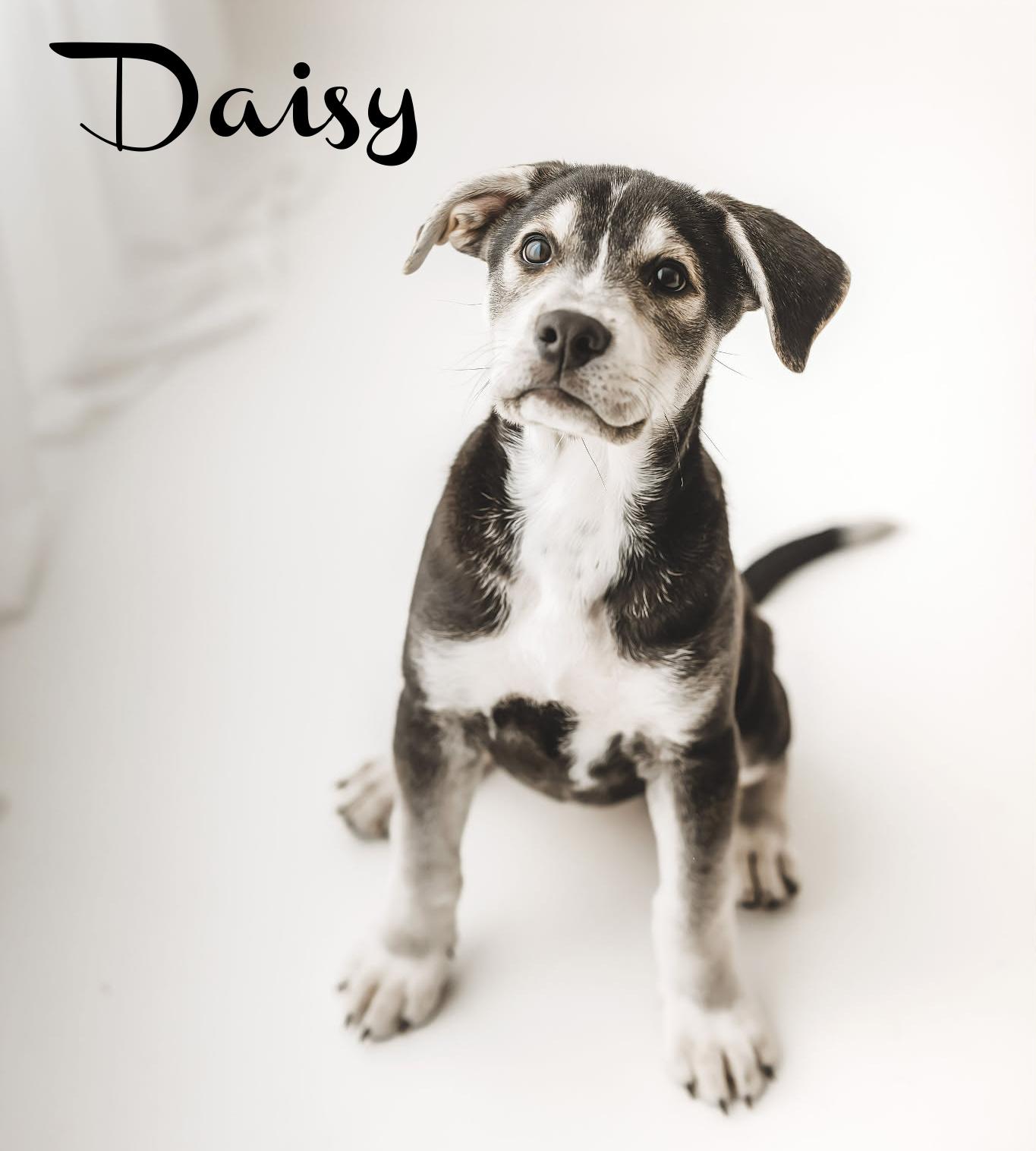Enlarge Daisy, an adopted mixed breed in Elburn, IL image 3/5