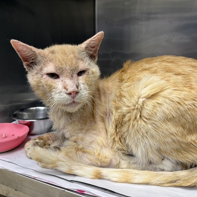 SMITH, Adoptable, Adult Male Domestic Short Hair.