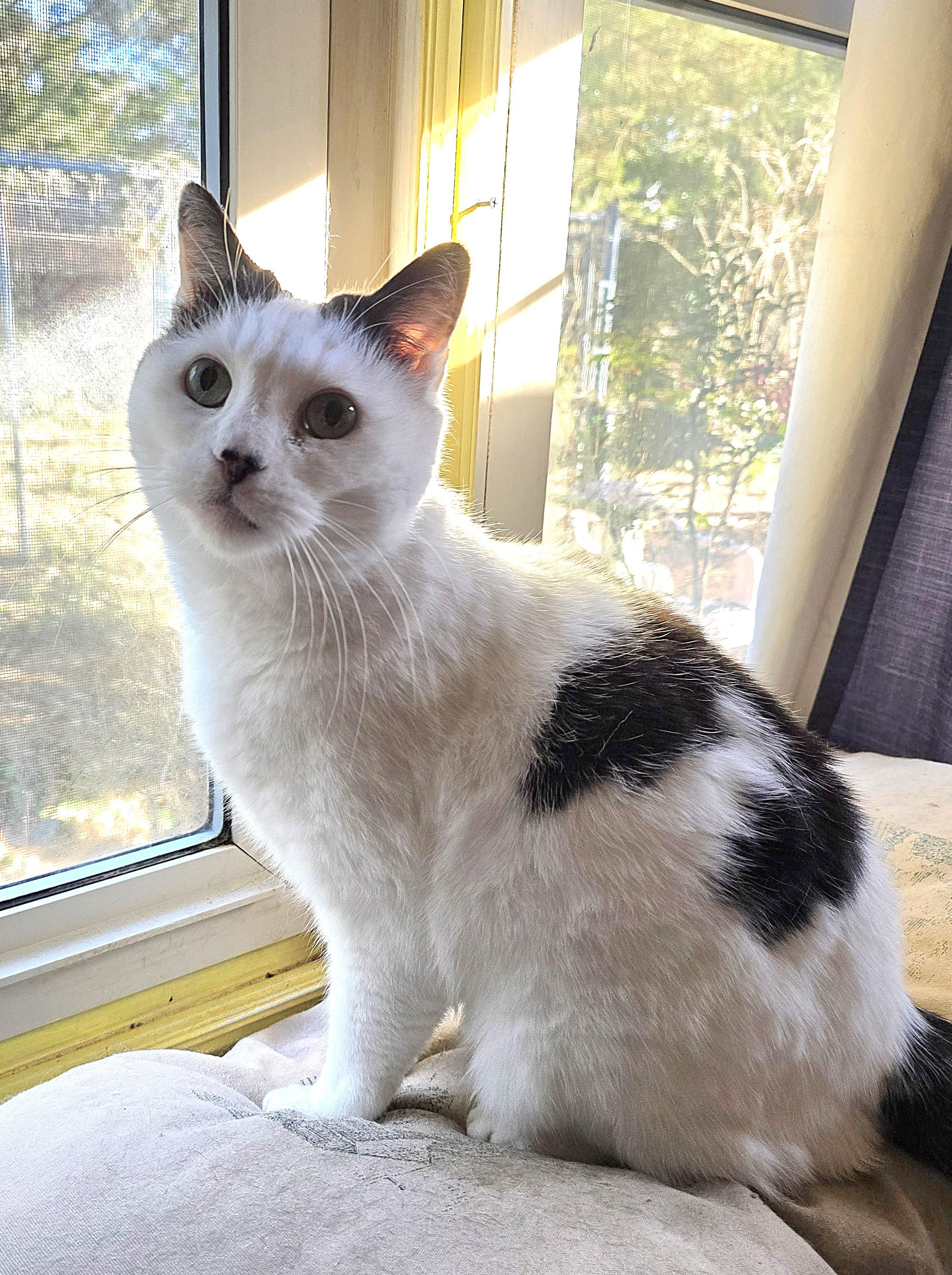 Donna, an adopted Domestic Short Hair in Wilmington, NC image 3/3