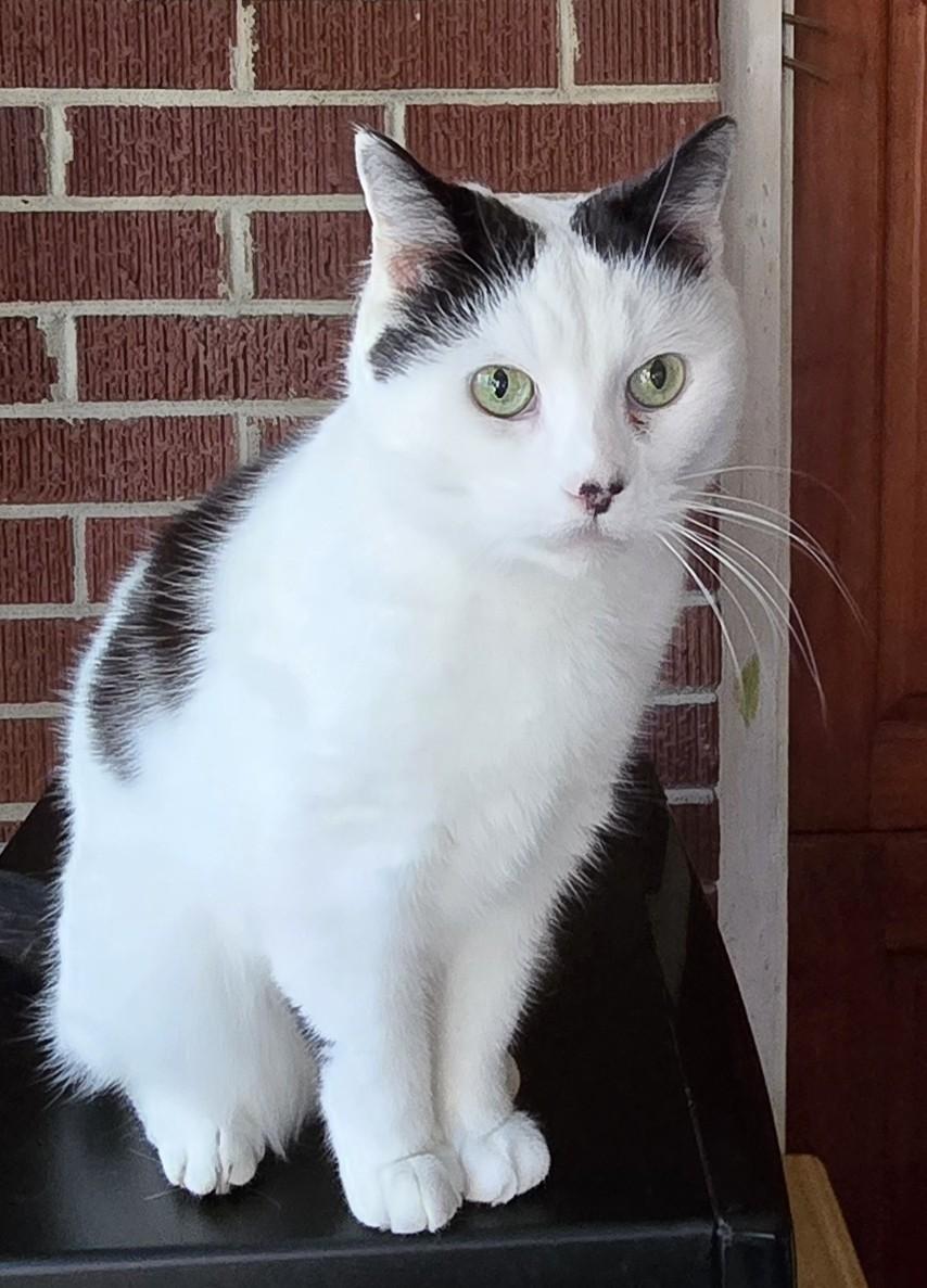 Donna, adopted, Adult Female Domestic Short Hair.