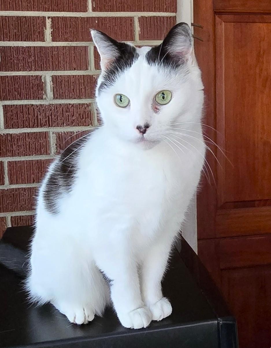 Donna, an adopted Domestic Short Hair in Wilmington, NC image 2/3