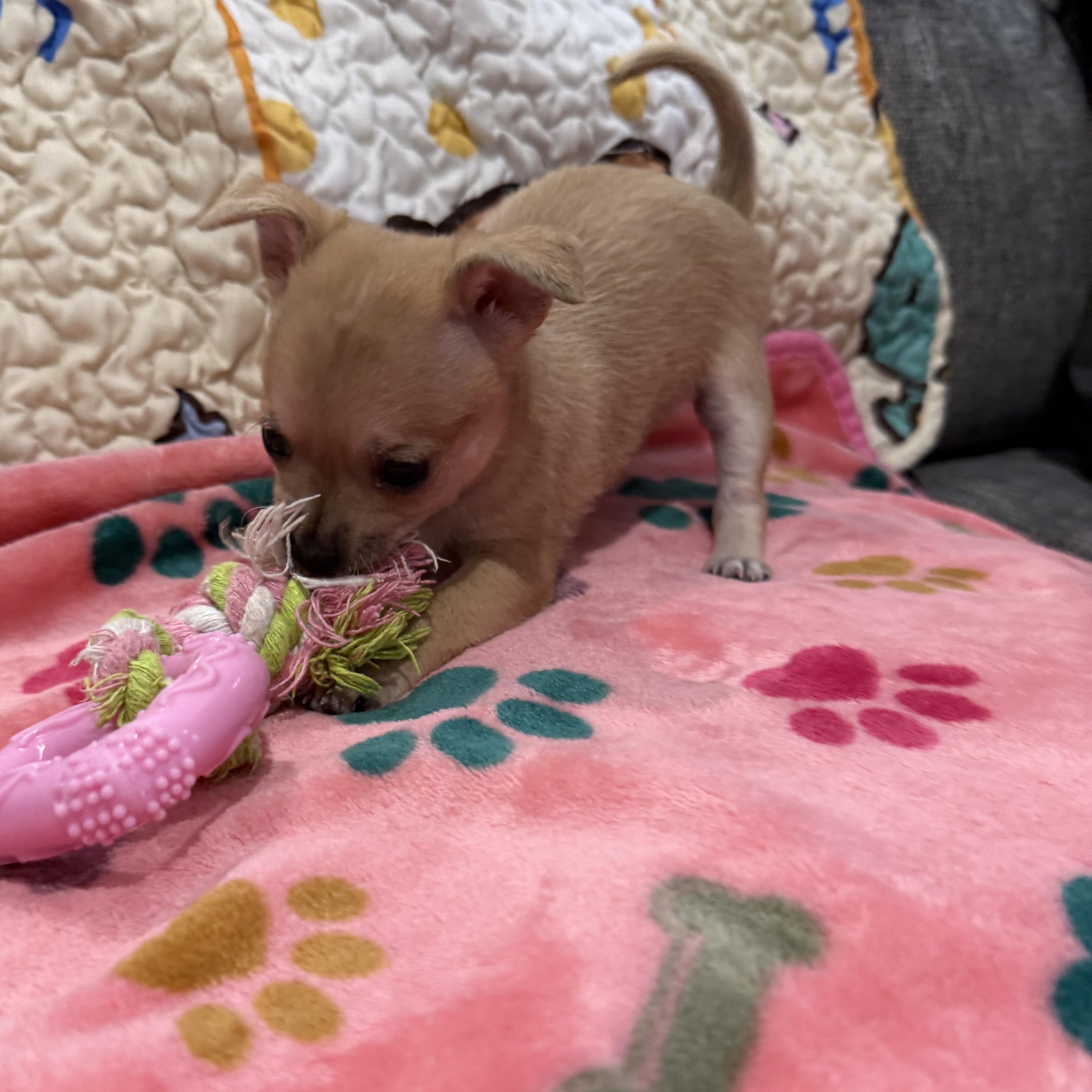 Cam (Camembert), an adoption pending mixed breed in Denver, CO image 5/6