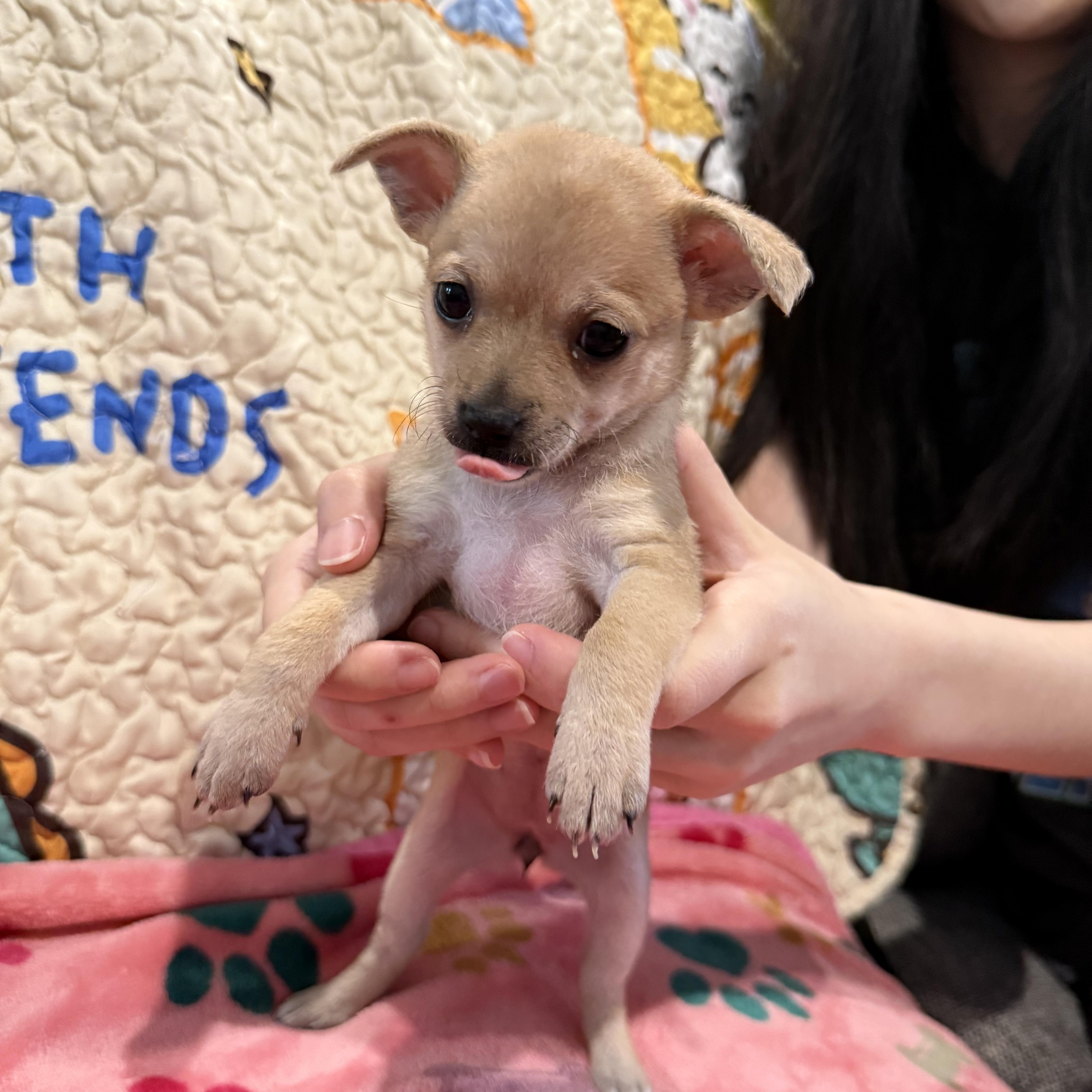 Cam (Camembert), an adoption pending mixed breed in Denver, CO image 4/6