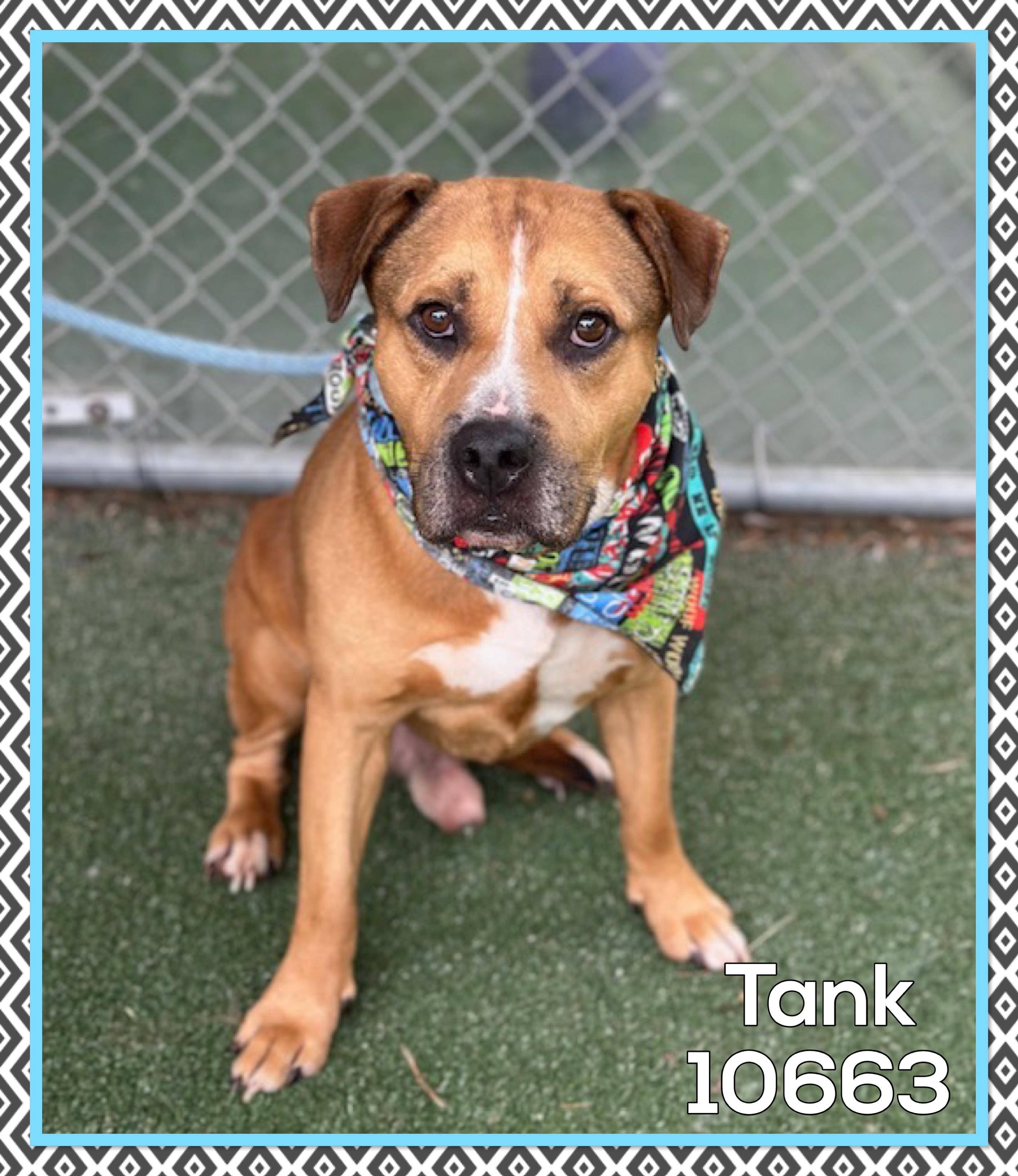 TANK