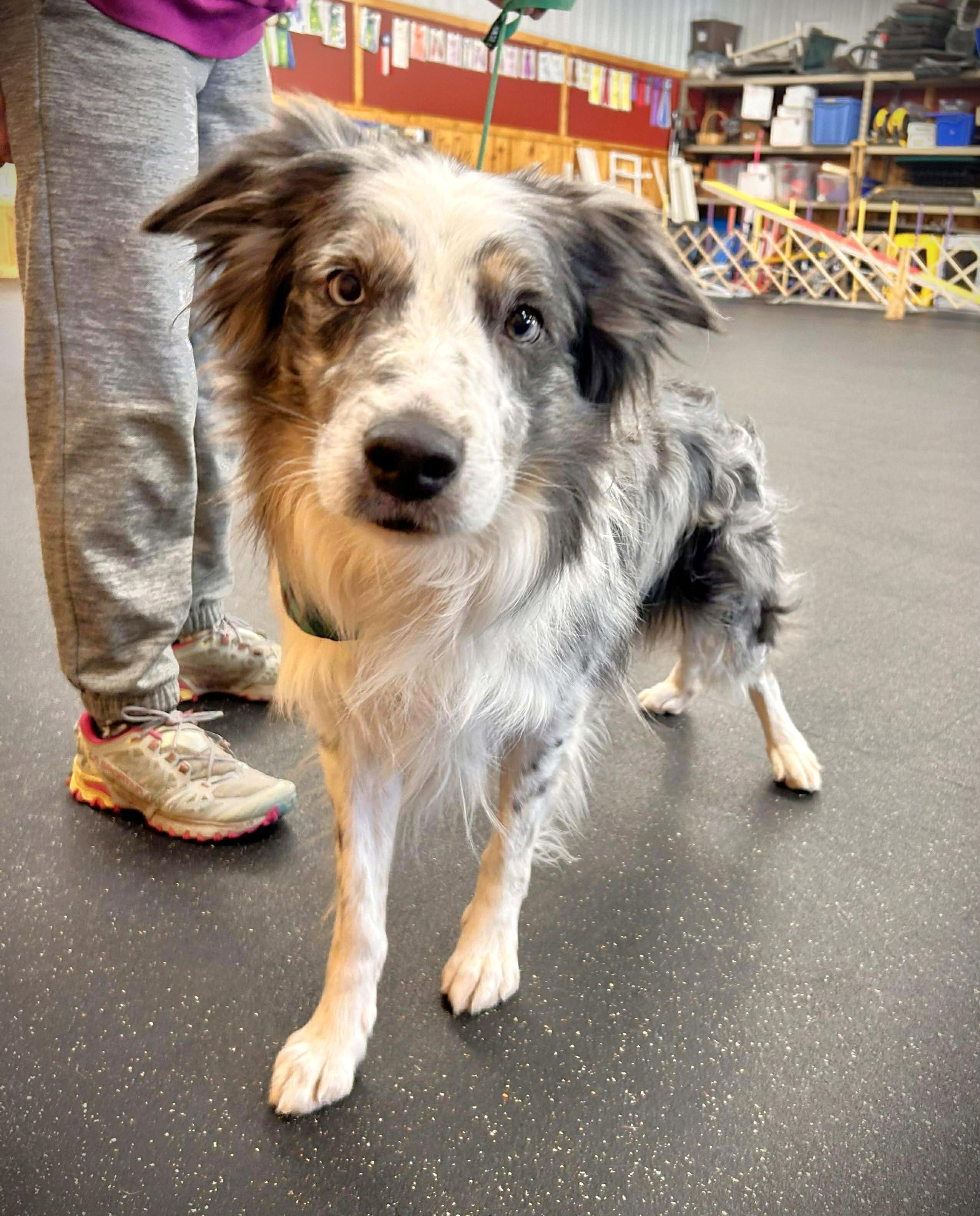Boom - adopted!, an adopted Border Collie in St. Joseph, MN image 1/4