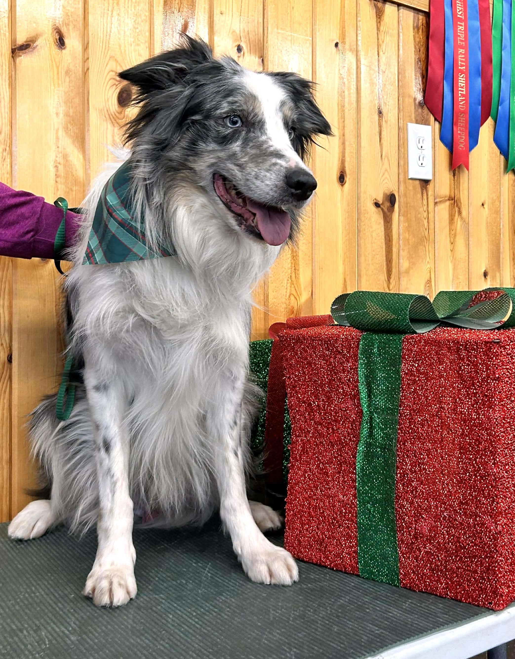 Boom - adopted!, an adopted Border Collie in St. Joseph, MN image 2/4