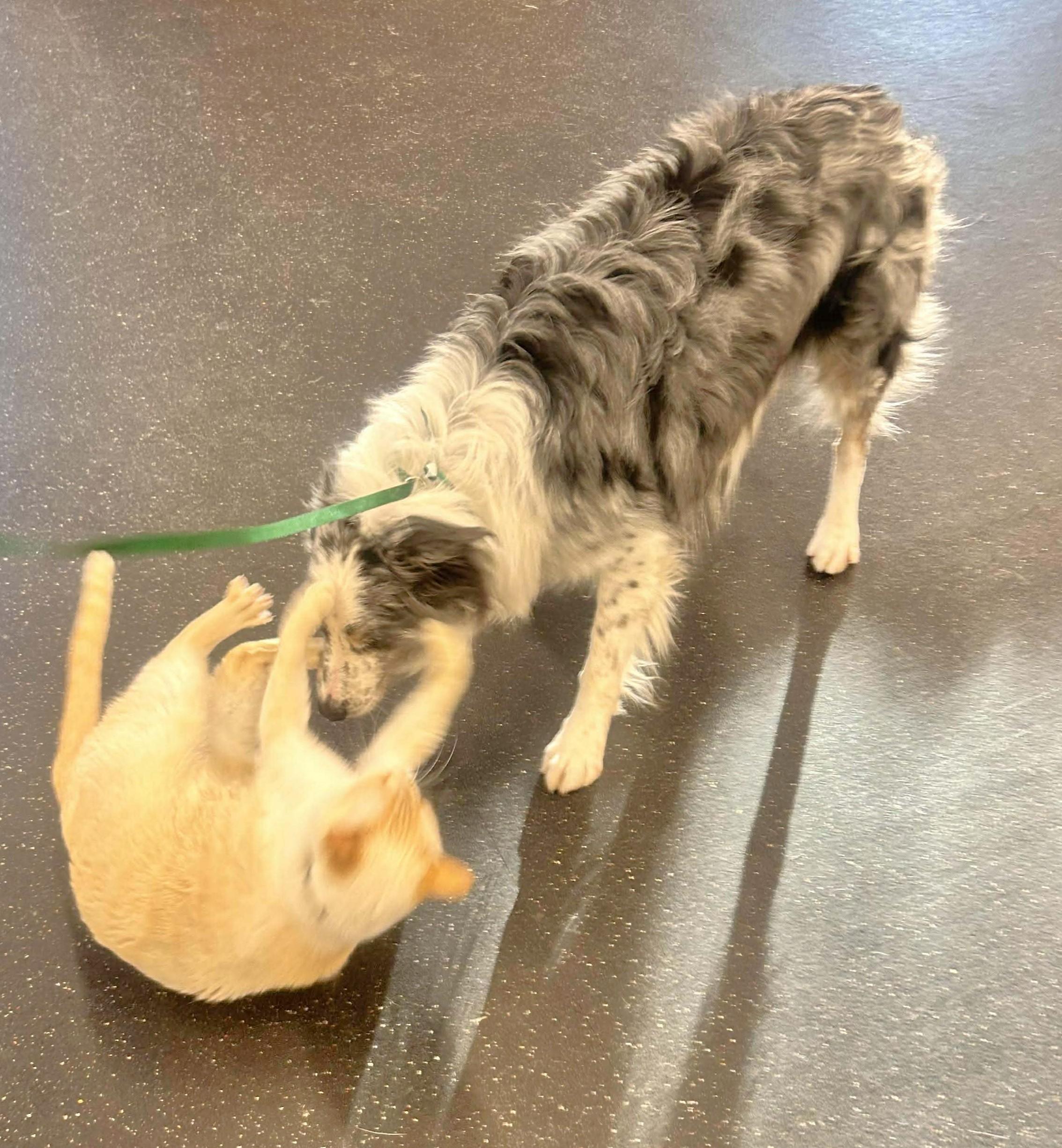 Boom - adopted!, an adopted Border Collie in St. Joseph, MN image 4/4