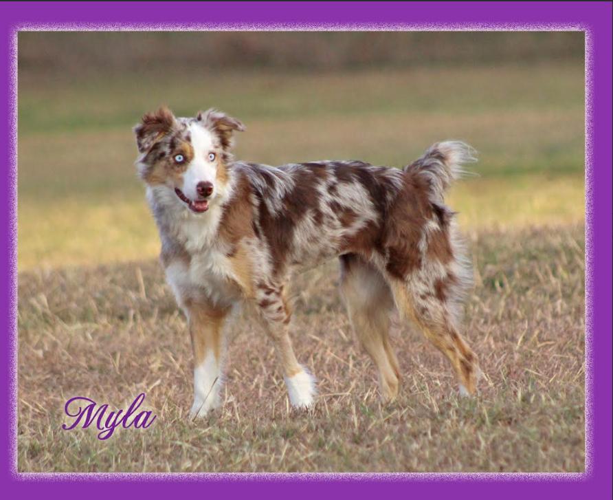 Myla Adopted, Adopted, Young Female Australian Shepherd.