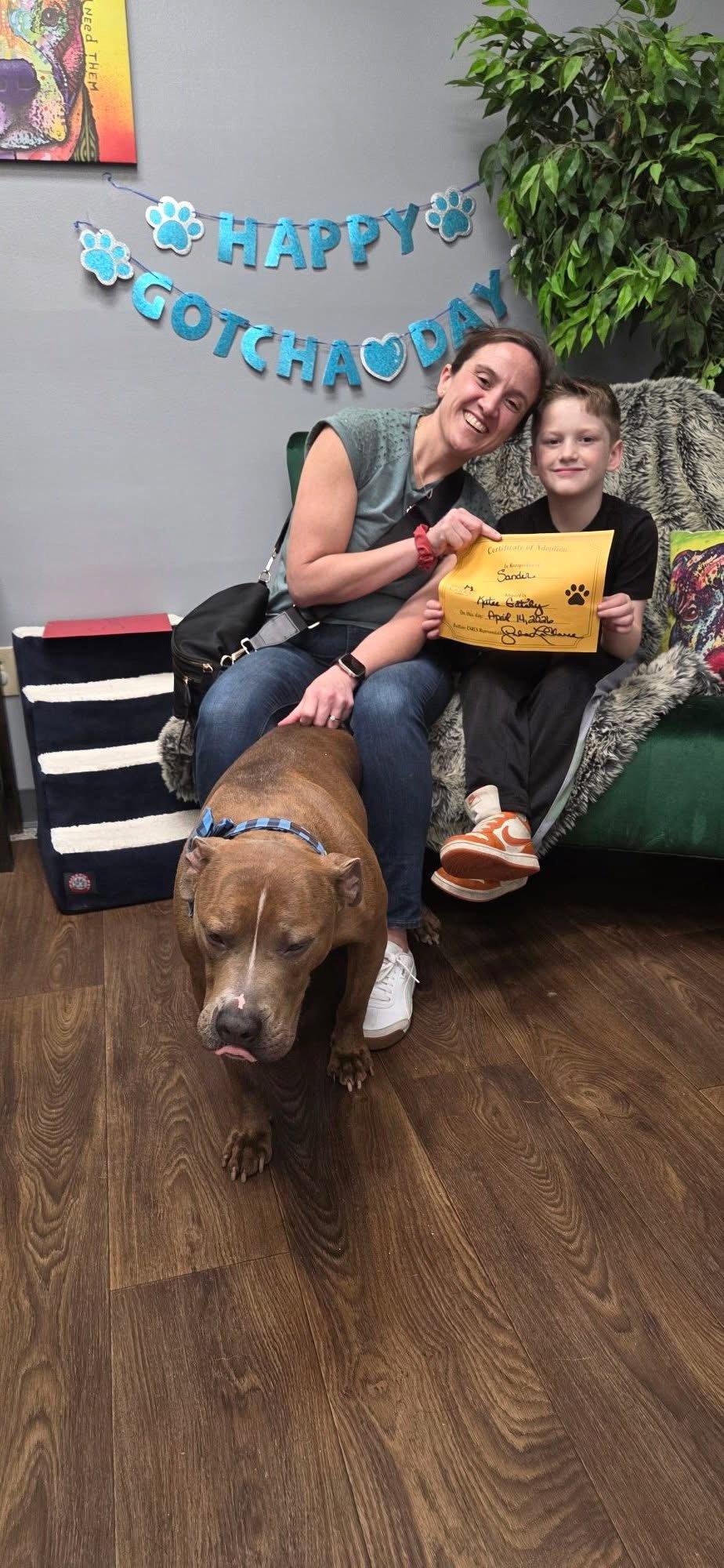 Enlarge Sanders, a Adopted Pit Bull Terrier in Tonawanda, NY image 1/3