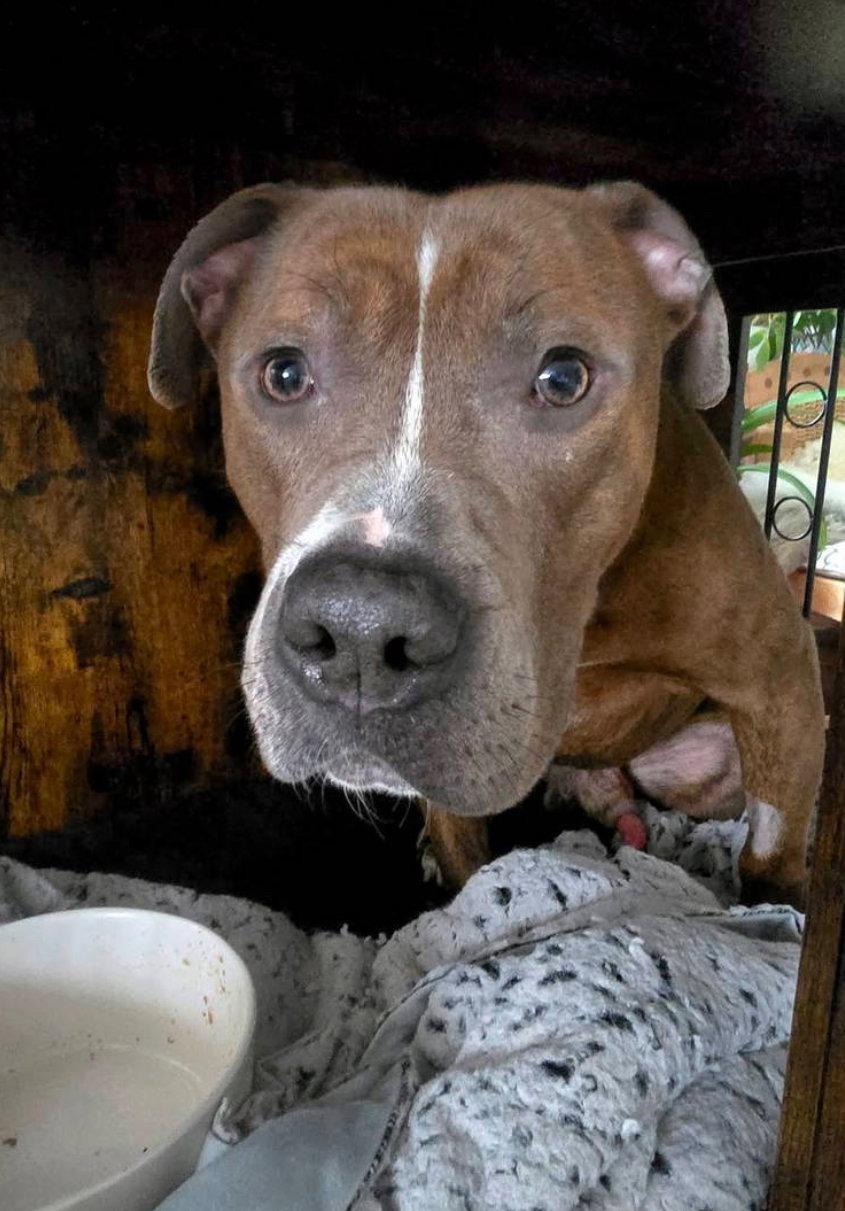 Enlarge Sanders, a Adopted Pit Bull Terrier in Tonawanda, NY image 2/3