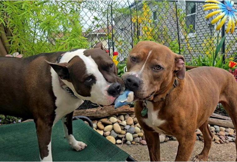 Enlarge Sanders, a Adopted Pit Bull Terrier in Tonawanda, NY image 3/3