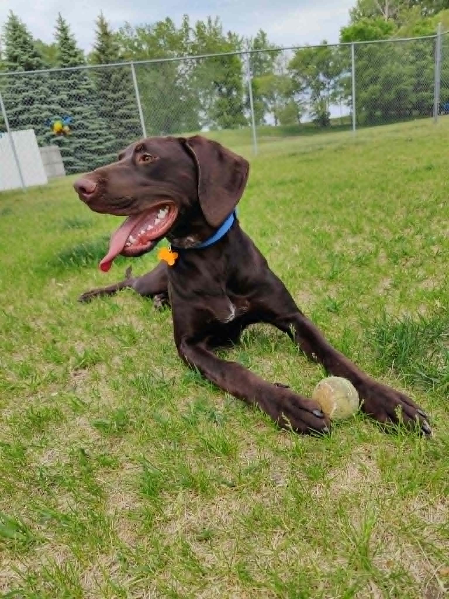 Kase, an adopted German Shorthaired Pointer in Alexandria, MN image 2/3