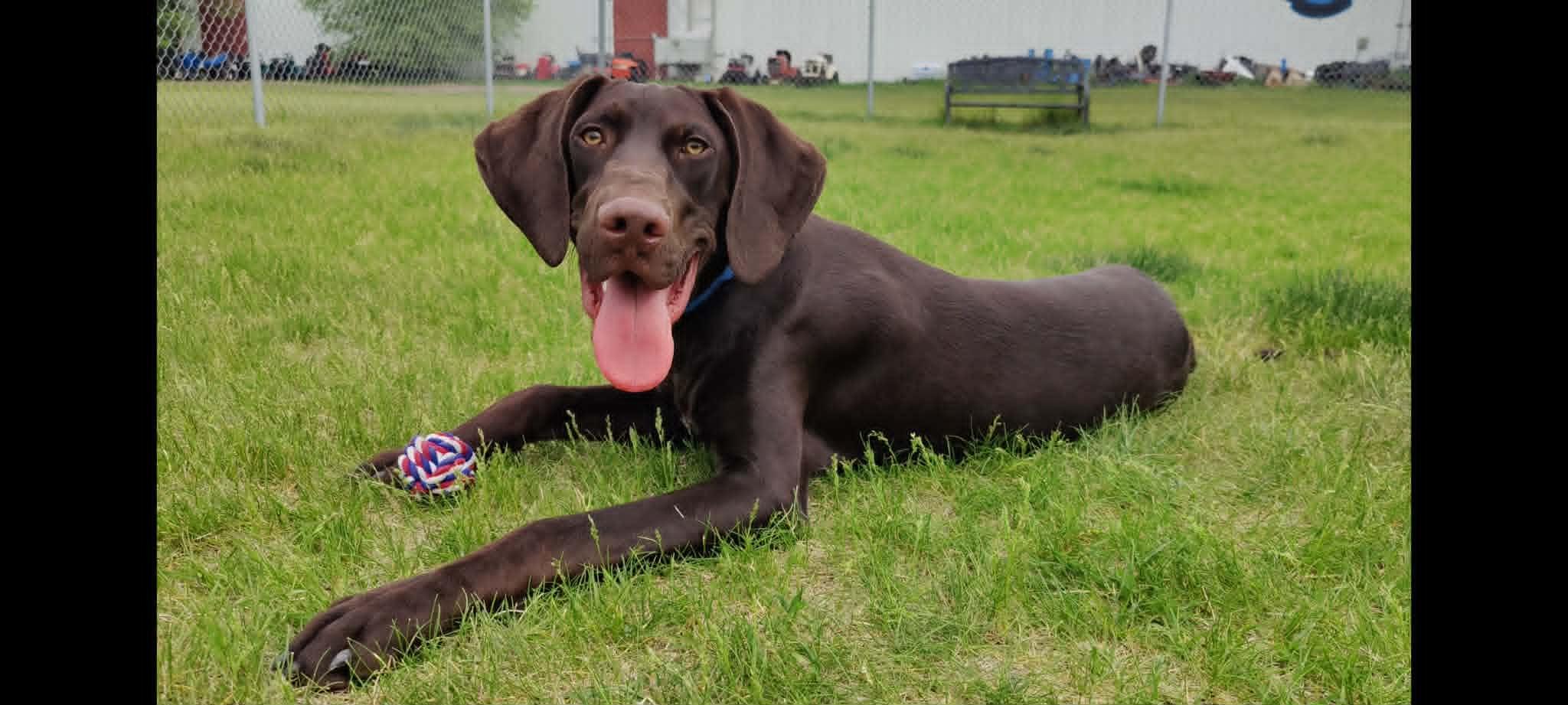 Kase, an adopted German Shorthaired Pointer in Alexandria, MN image 1/3