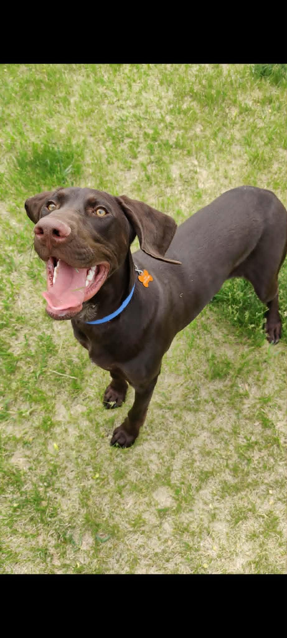 Kase, an adopted German Shorthaired Pointer in Alexandria, MN image 3/3