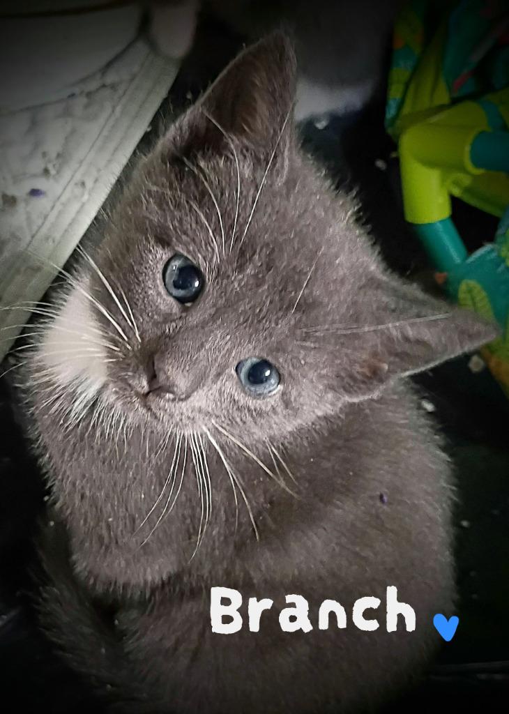 Branch Candy, Adoptable, Kitten Male Domestic Short Hair.