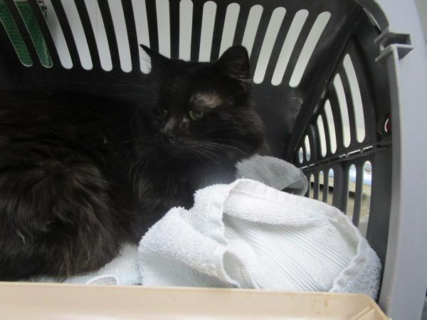 Enlarge Midnight, a Adoptable mixed breed in Nicholasville, KY image 1/2