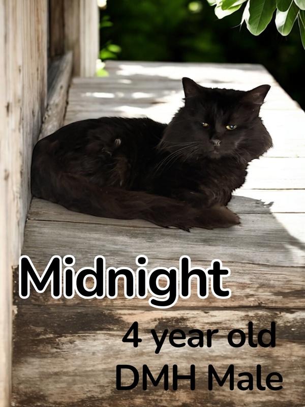Enlarge Midnight, a Adoptable mixed breed in Nicholasville, KY image 2/2