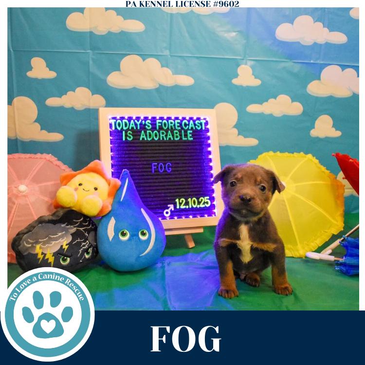 Fog (Mia’s Mini Meteorologists) 010326, Adoptable, Puppy Male Shepherd & Labrador Retriever.
