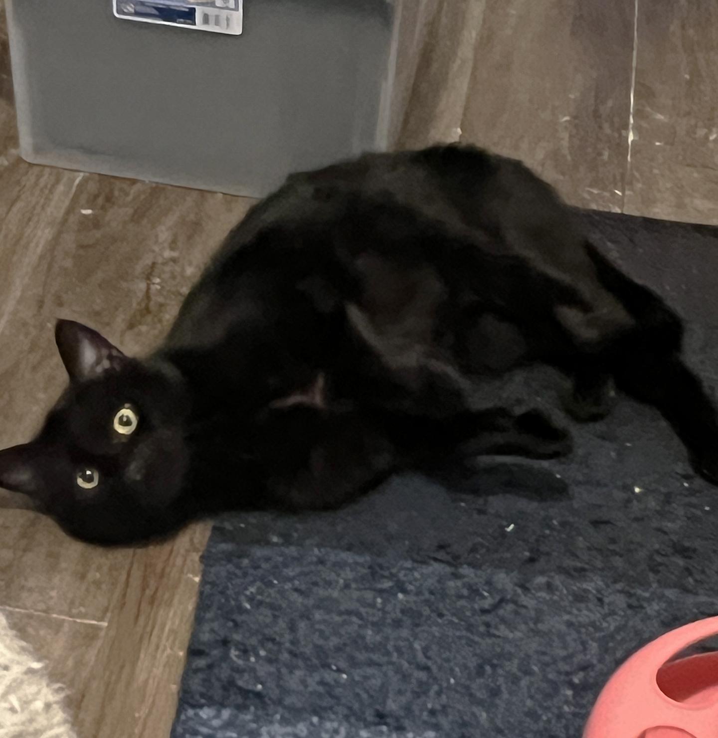 Enlarge Shadow Peach, an adopted Domestic Short Hair in Philadelphia, PA image 2/3