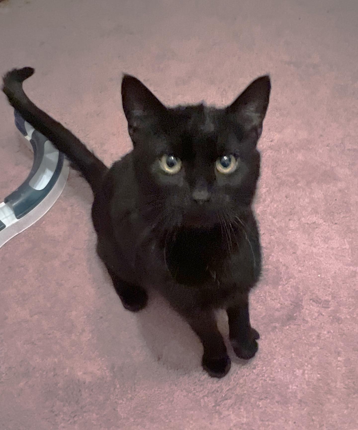 Enlarge Shadow Peach, an adopted Domestic Short Hair in Philadelphia, PA image 3/3