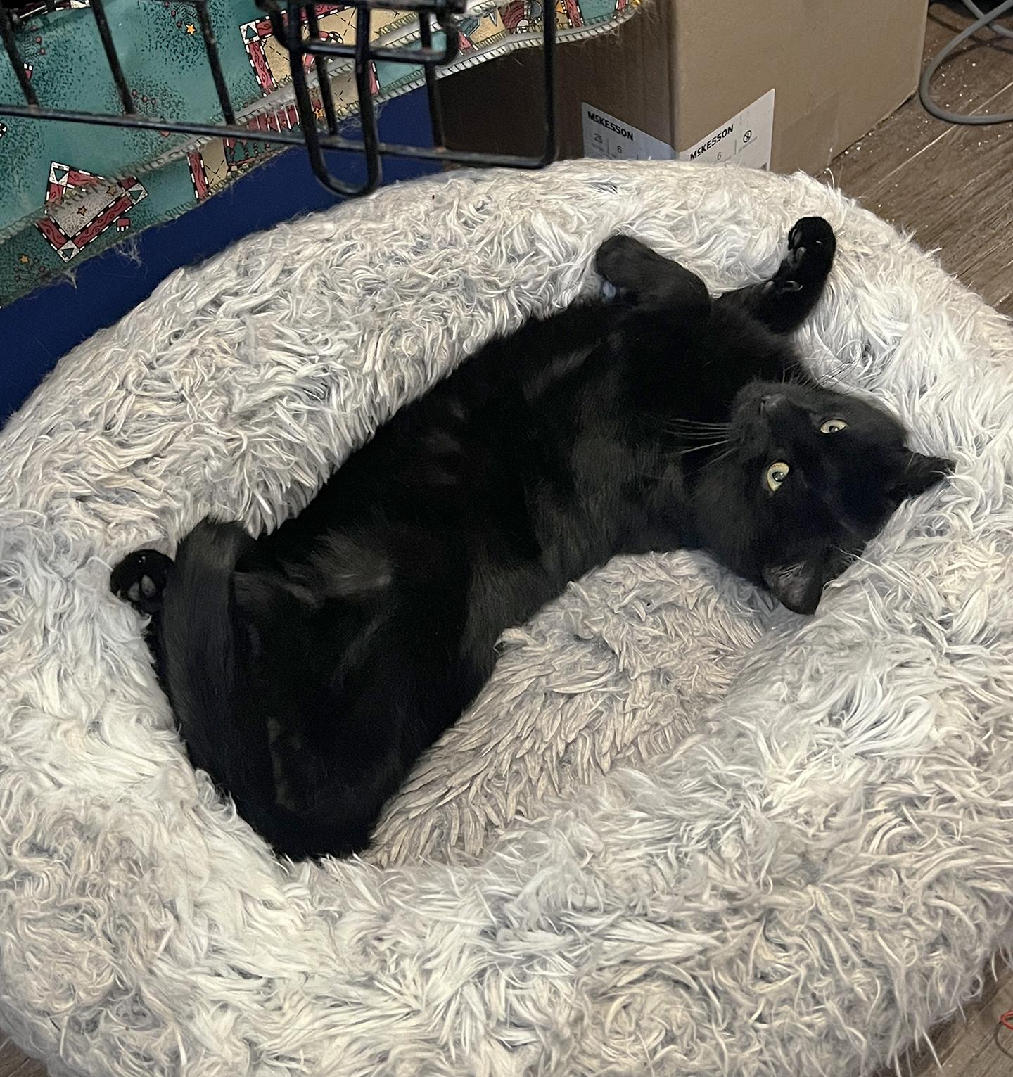 Shadow Peach, adopted, Adult Male Domestic Short Hair.