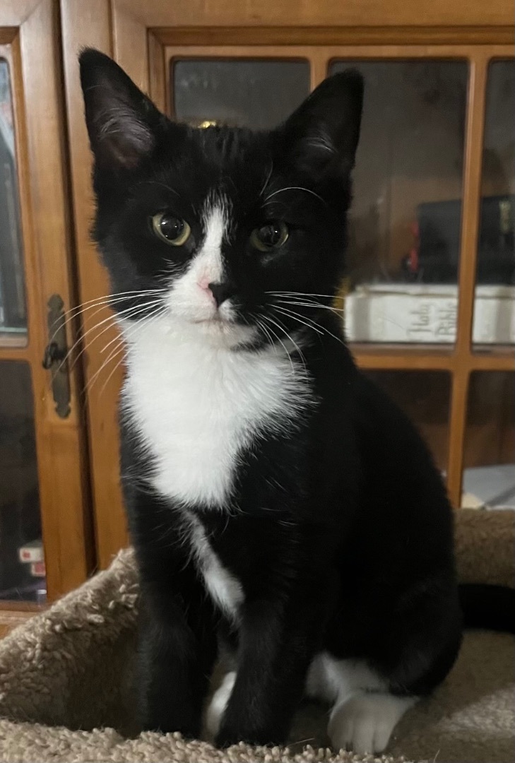 Enlarge Mister, a Adopted Domestic Short Hair in Richmond, VA image 1/2