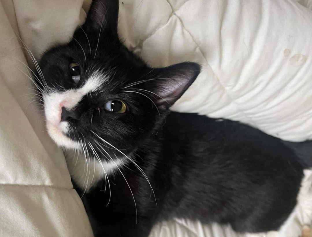 Enlarge Mister, a Adopted Domestic Short Hair in Richmond, VA image 2/2