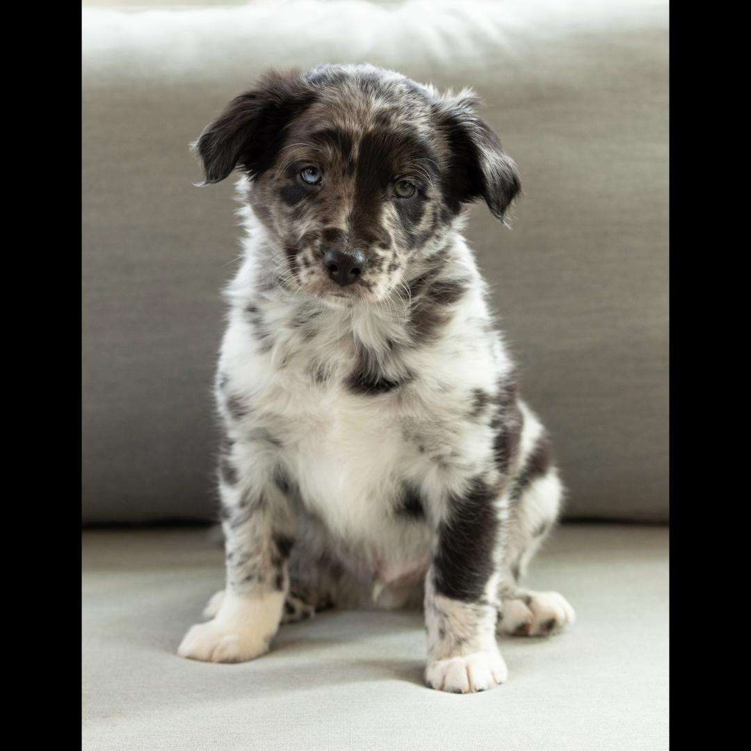 Didgeridoo, ADOPTABLE, Puppy Male Australian Shepherd.
