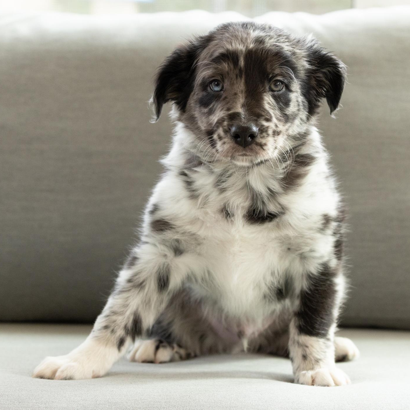 Didgeridoo, a ADOPTABLE mixed breed in Midlothian, VA image 2/5