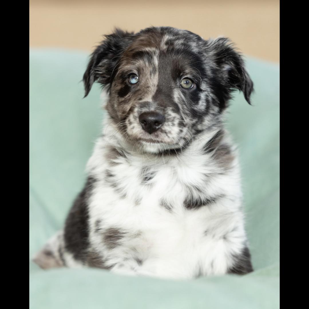 Didgeridoo, a ADOPTABLE mixed breed in Midlothian, VA image 3/5