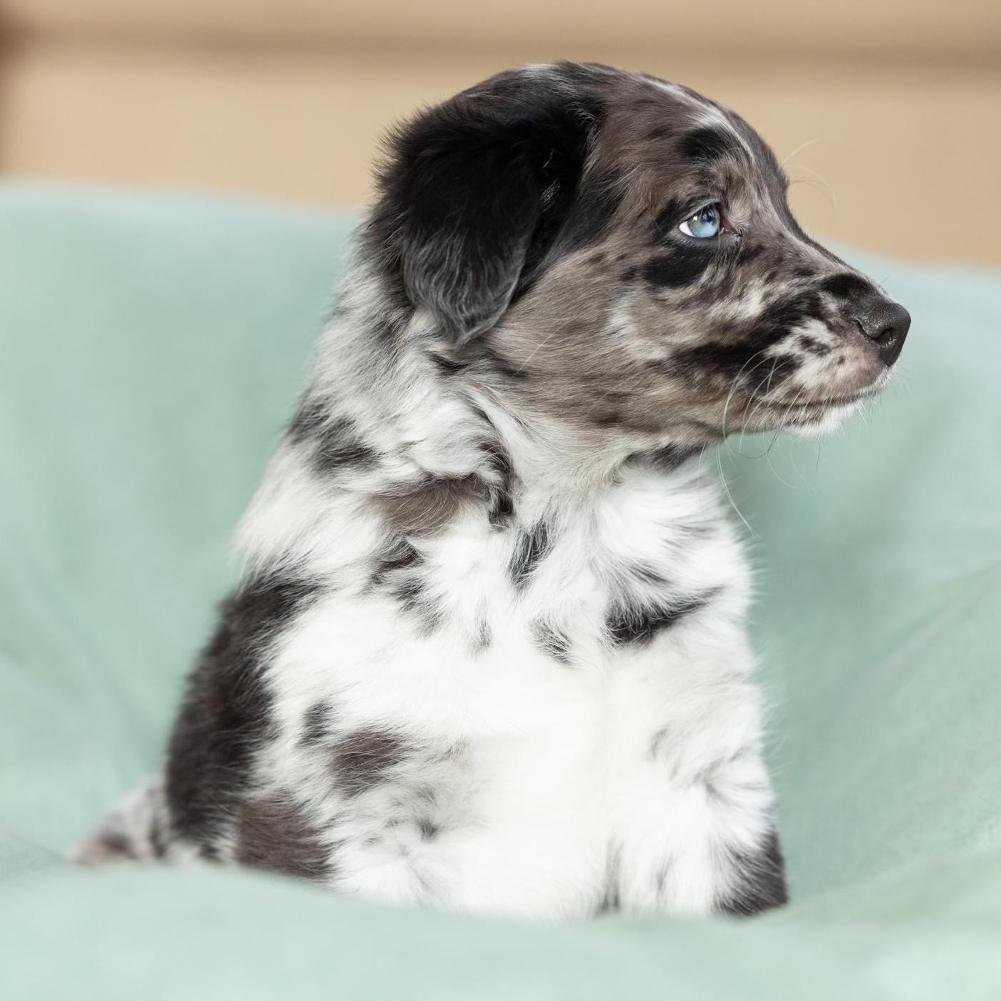 Didgeridoo, a ADOPTABLE mixed breed in Midlothian, VA image 4/5
