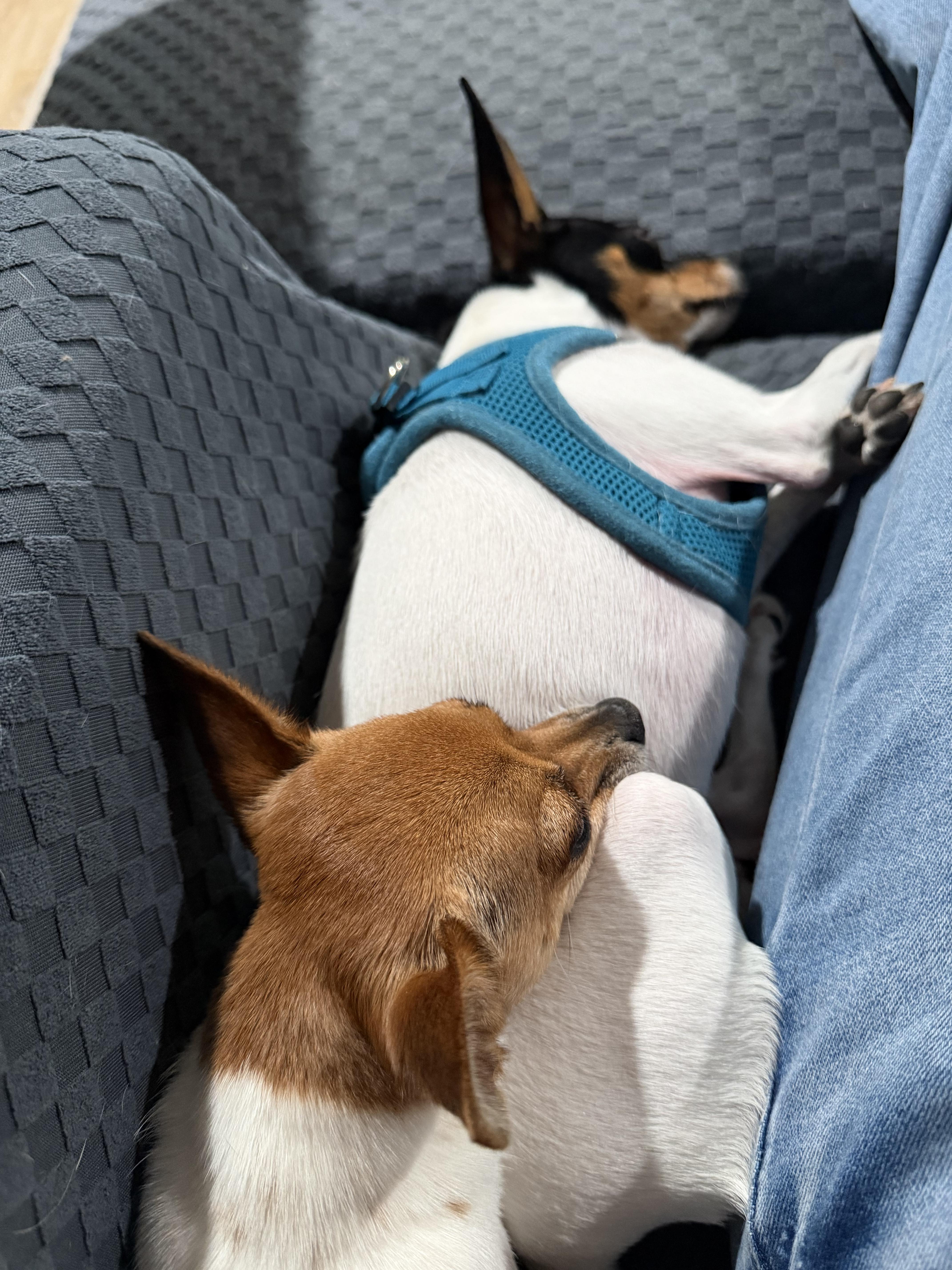 SPECIAL NEEDS - Cricket, an adoptable Toy Fox Terrier in Grosse Pointe Park, MI image 6/6