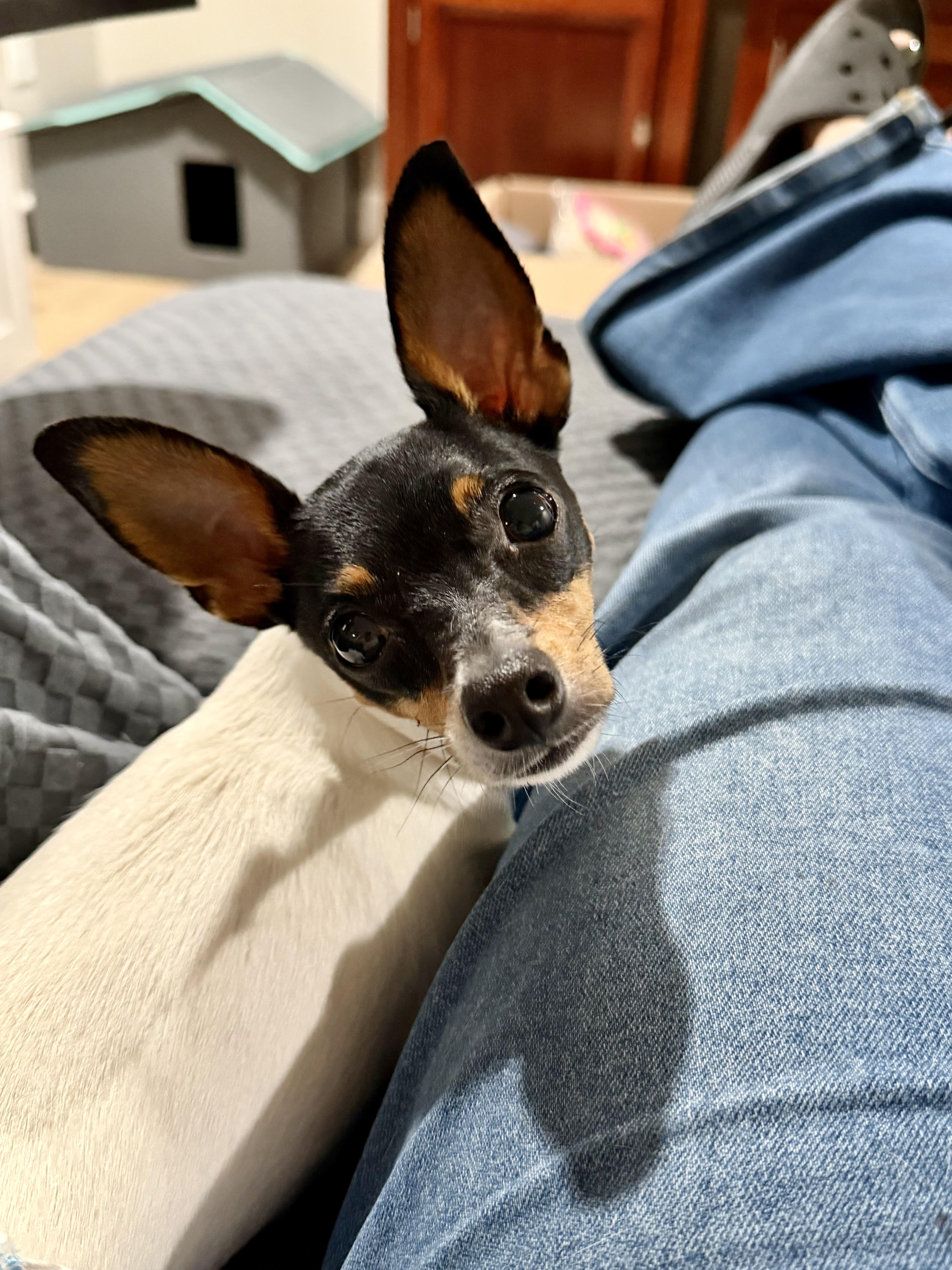 SPECIAL NEEDS - Cricket, an adoptable Toy Fox Terrier in Grosse Pointe Park, MI image 2/6