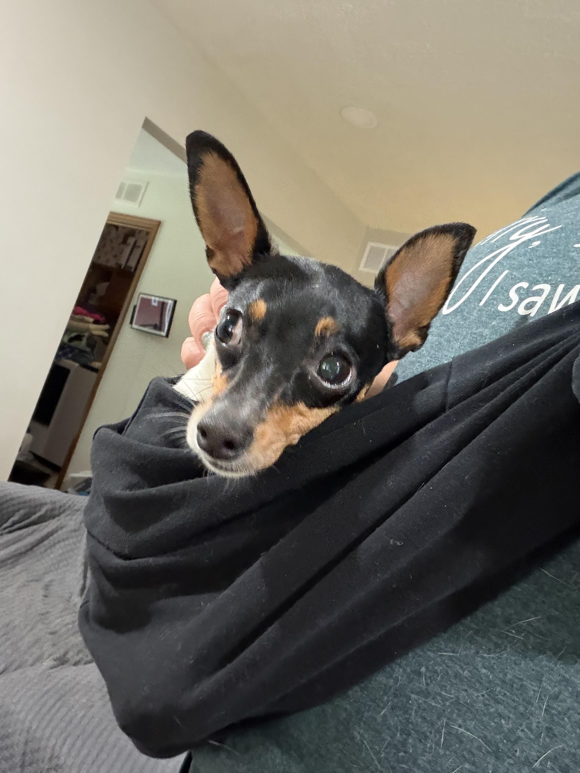 SPECIAL NEEDS - Cricket, an adoptable Toy Fox Terrier in Grosse Pointe Park, MI image 4/6