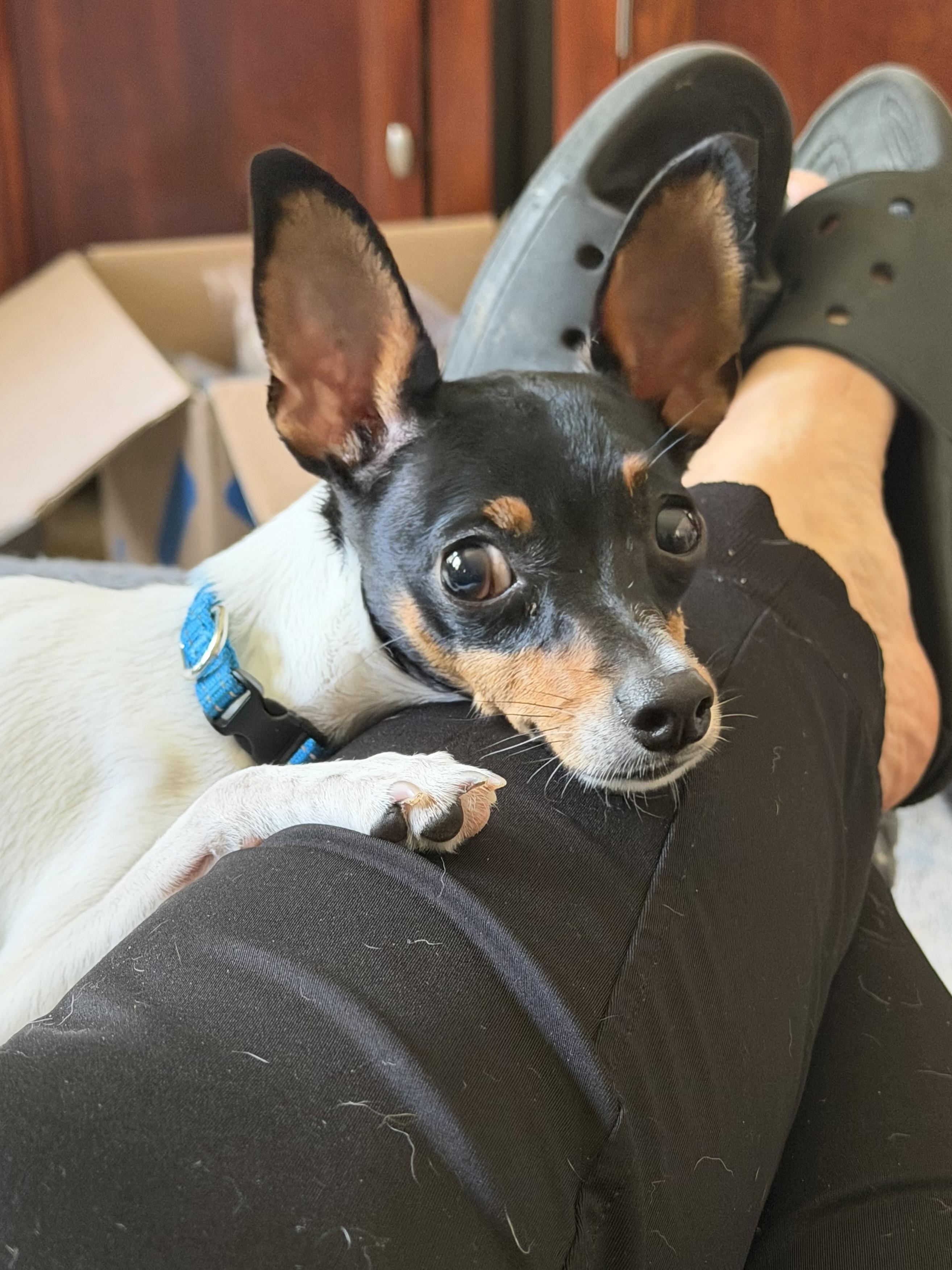 SPECIAL NEEDS - Cricket, an adoptable Toy Fox Terrier in Grosse Pointe Park, MI image 3/6